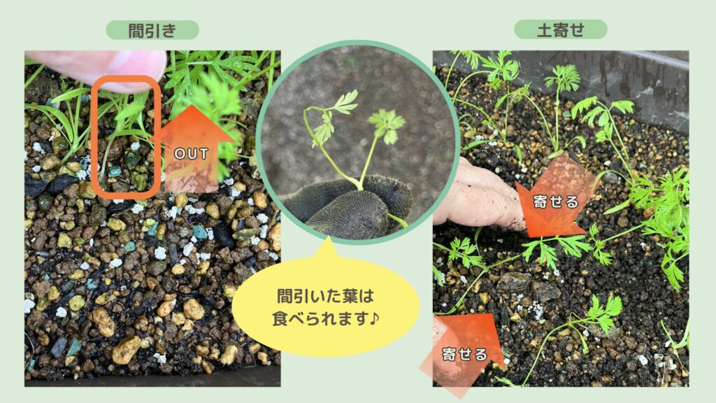 alt="にんじん 本葉が出たら 土寄せ 間引き"