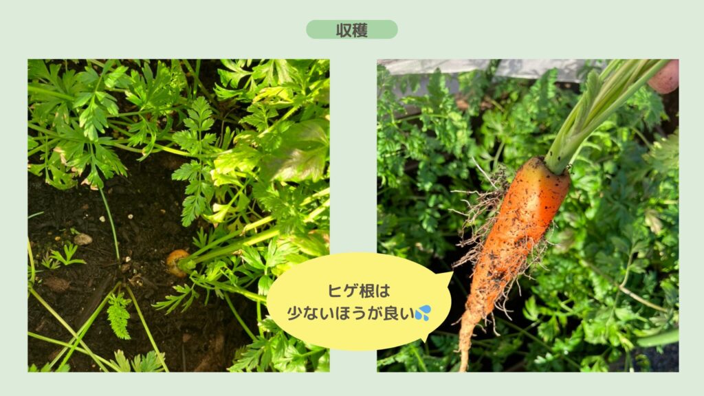 alt="にんじんを収穫する様子"