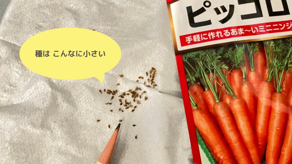 alt="にんじんの種の大きさ（鉛筆との比較）"