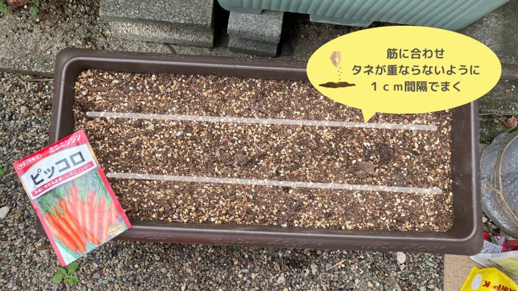 alt="人参の種まき ラインに沿ってすじまき"