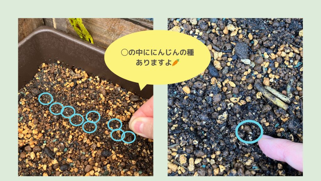 alt="にんじんの種まき すじまきの様子"