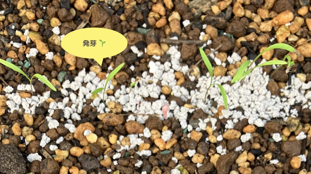 alt="にんじん 発芽"