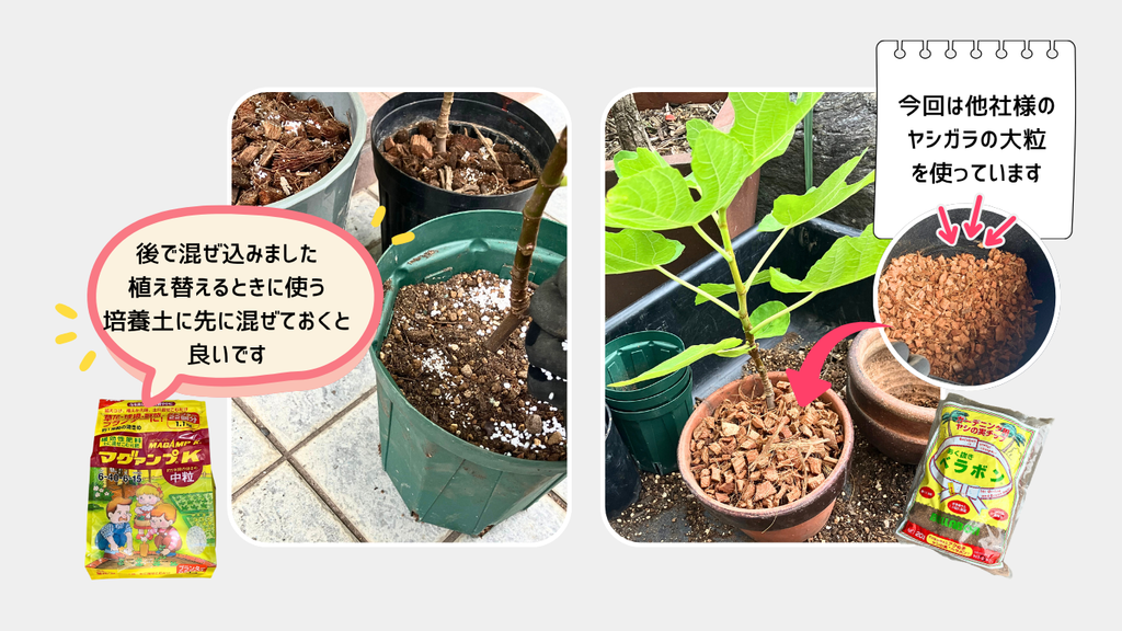 ヤシガラチップをマルチングに使って植え替え完了