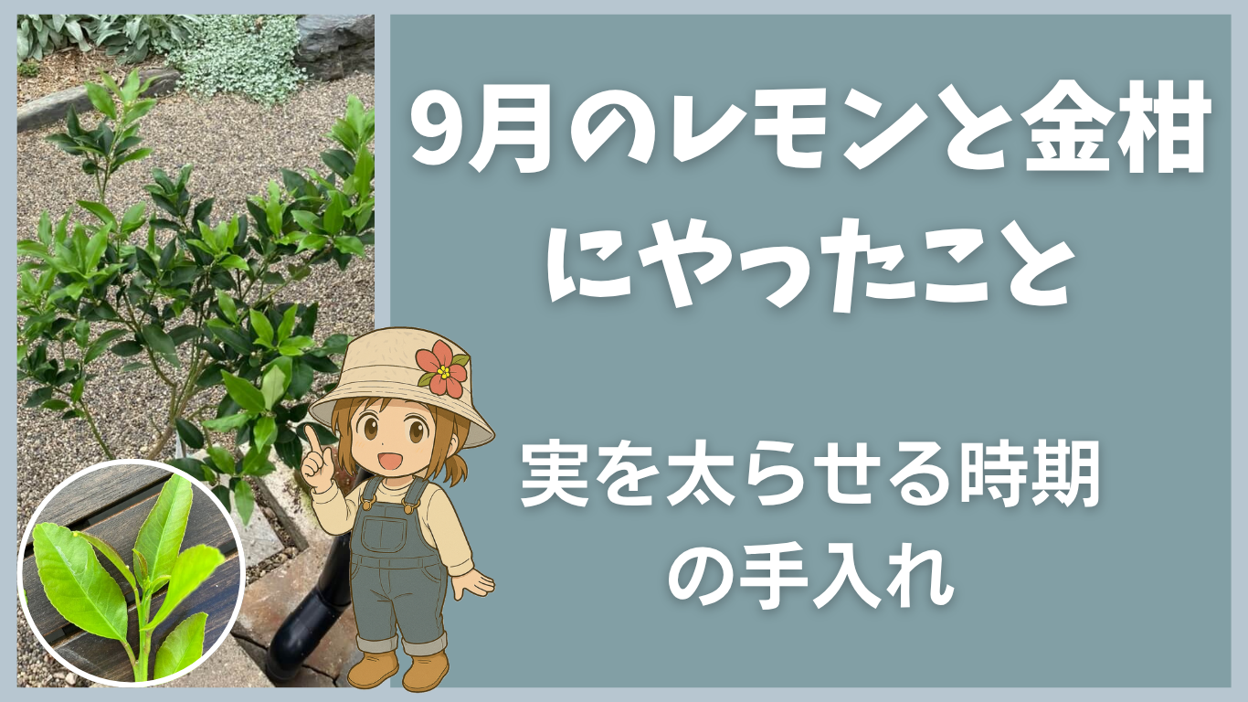9月のレモンと金柑にやったことのタイトル