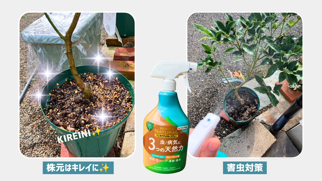 株元の落ち葉と草を取り除き、ベニカナチュラルスプレーをかけた鉢