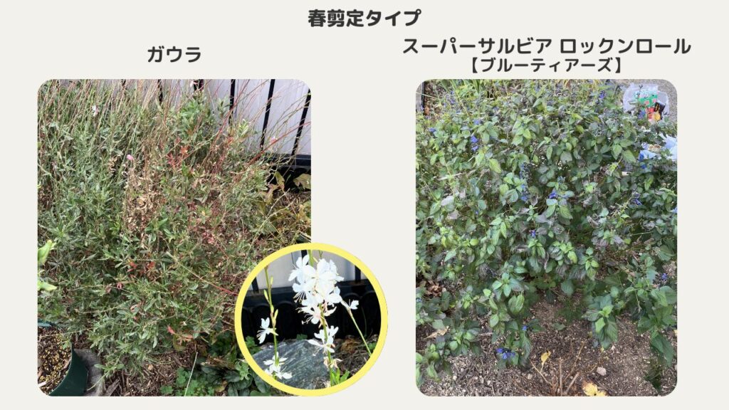 ガウラやサルビアは3月の芽吹き前に地際できる
