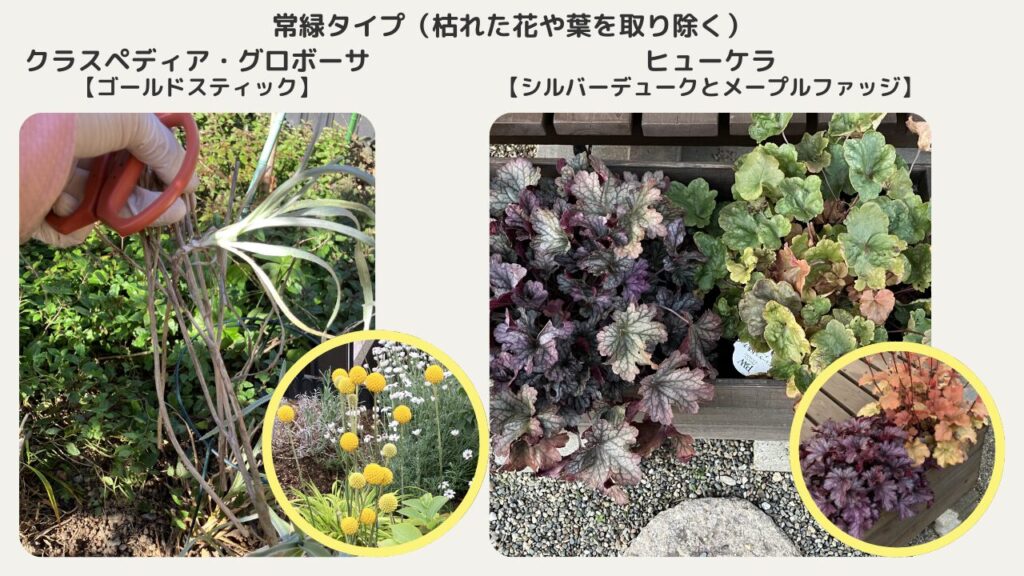 常緑タイプは、枯れた花や葉を取り除く