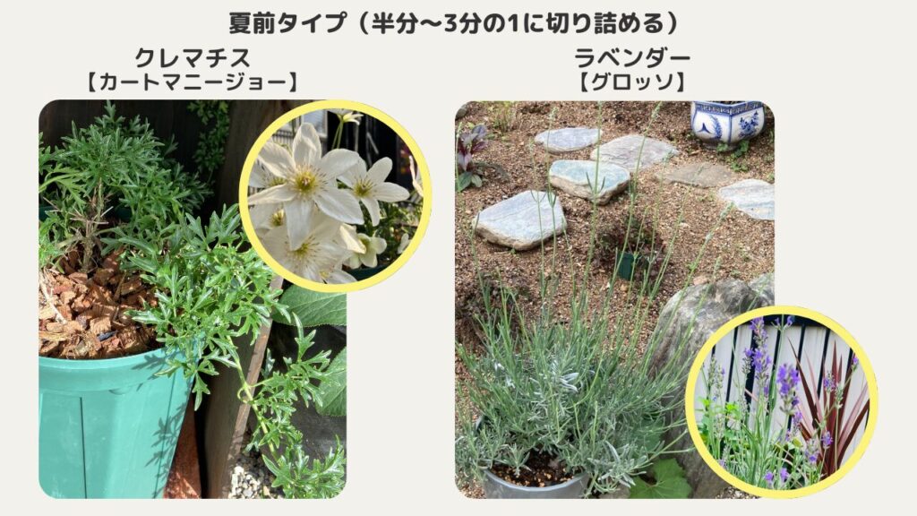 カートマニージョーやラベンダーは軽く切り詰める