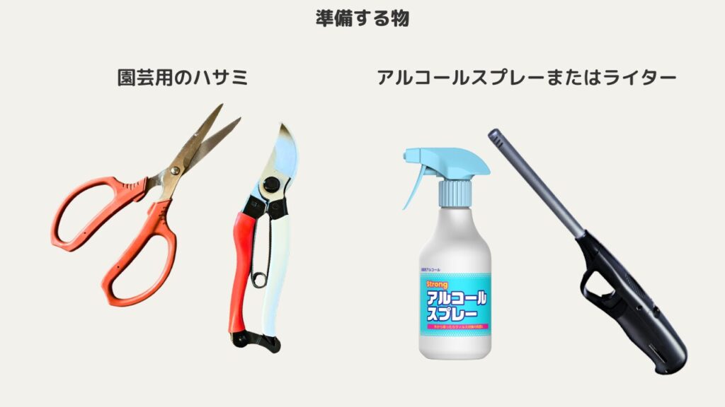 切り戻すハサミは消毒します