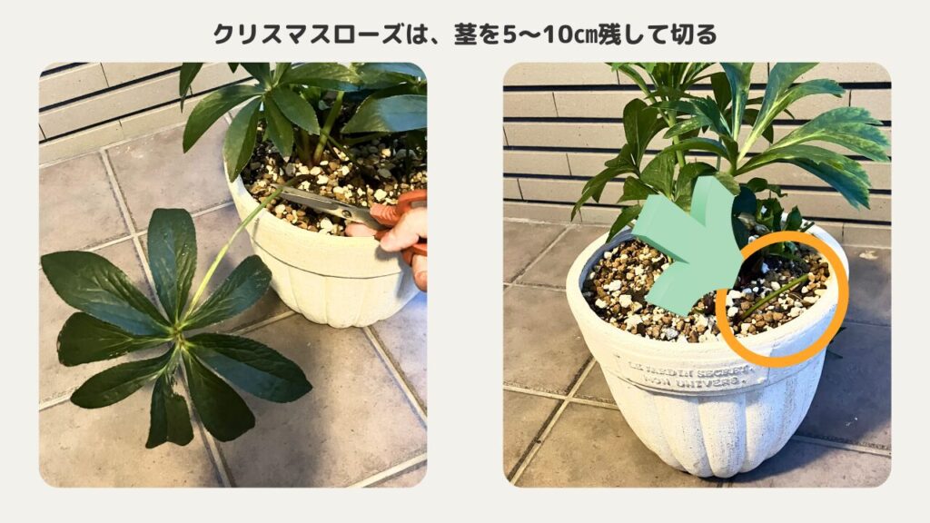 クリスマスローズは固くなった外の葉を切ります