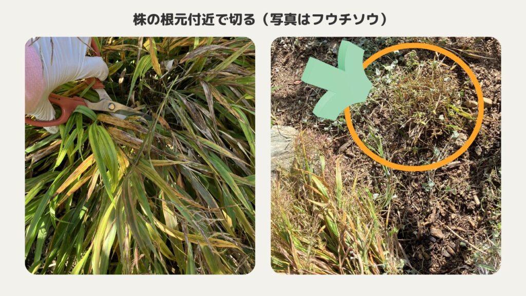 サッパリ丸刈りのフウチソウ