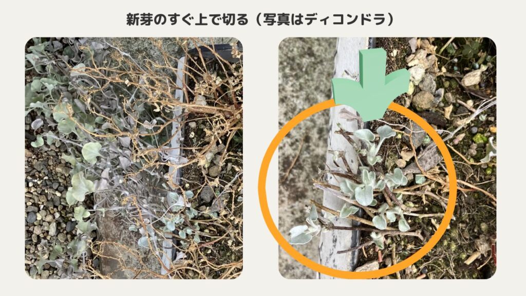 ディコンドラは新芽のすぐ上で切る