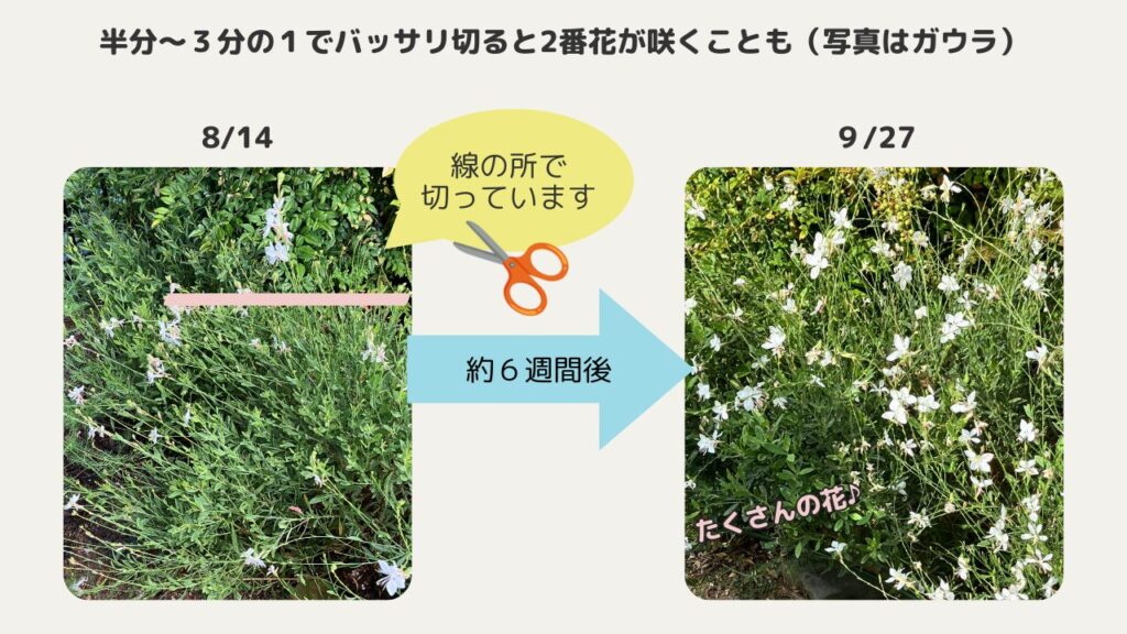 夏のガウラは半分から3分の1で切り戻すと2番花が咲く