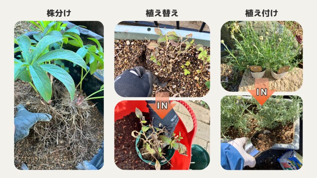 切り戻しと一緒に株分け、植え替え、植え付けができる