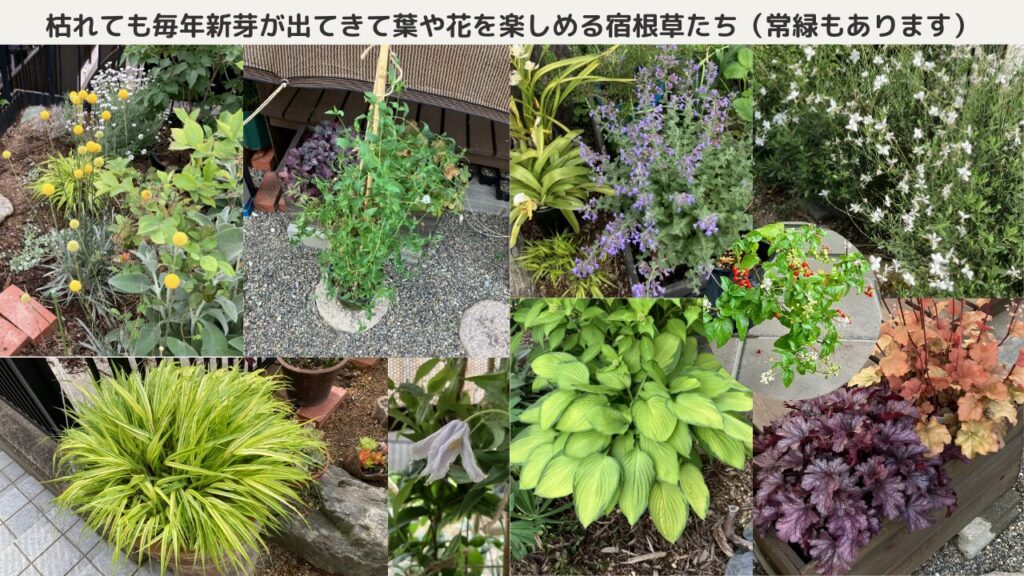 宿根草の例を載せています