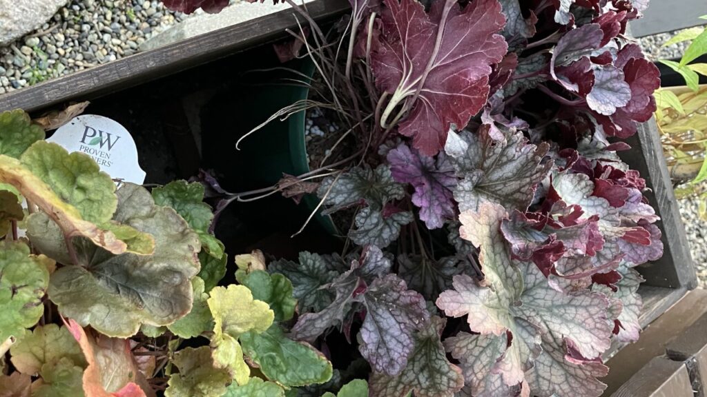 ヒューケラの株元が暗く虫や病気が隠れやすくなっている