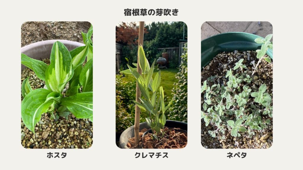 宿根草の芽吹き
