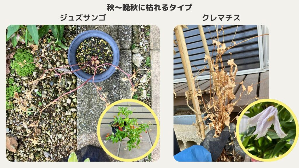 ジュズサンゴとクレマチスは、秋〜冬に枯れる