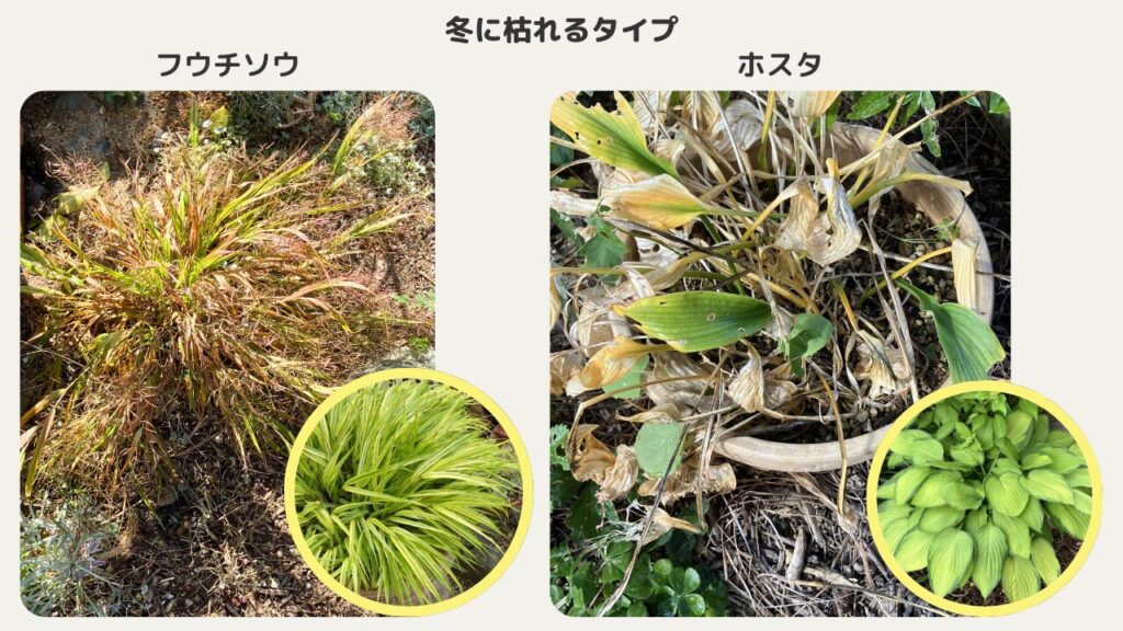 冬に枯れるフウチソウとホスタ