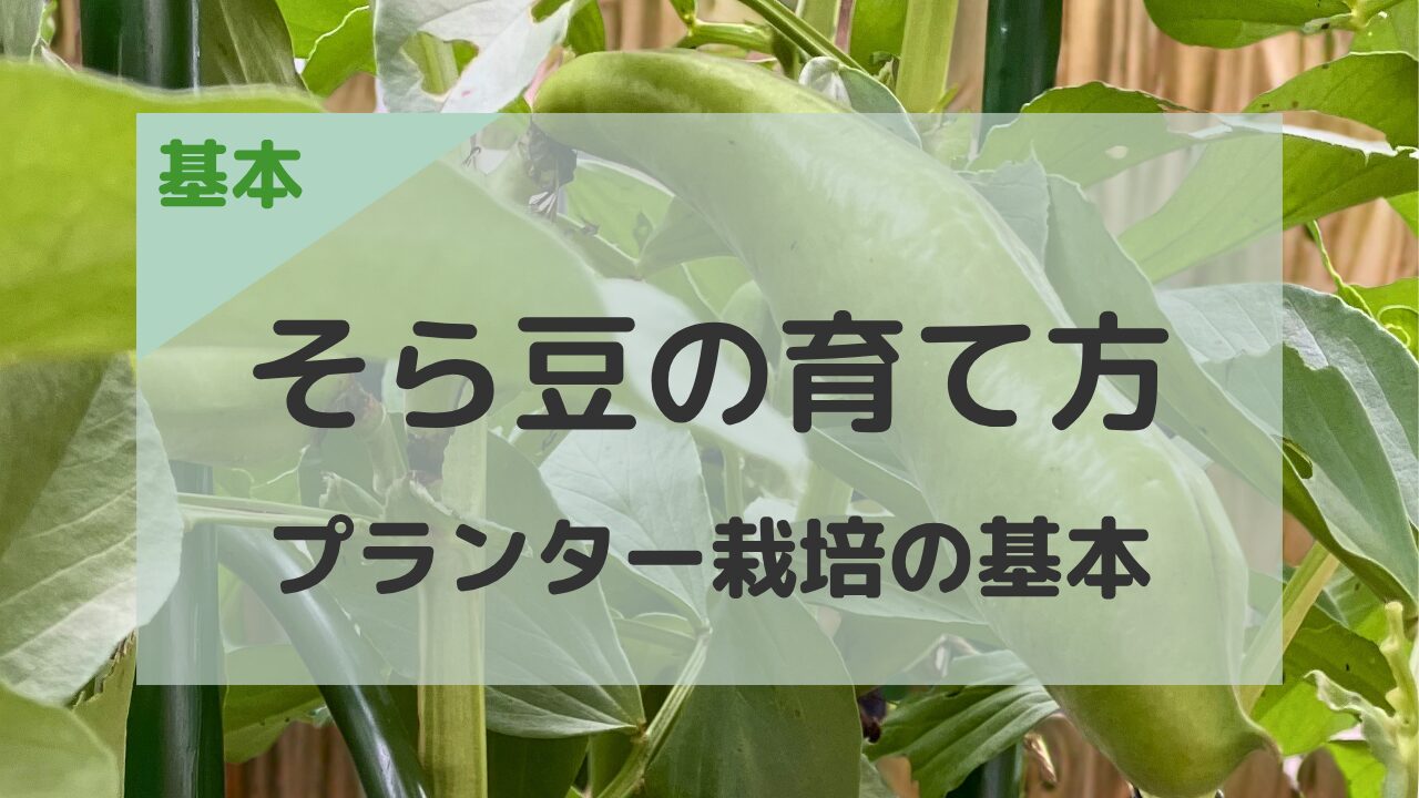 そら豆の育て方 プランター栽培の基本