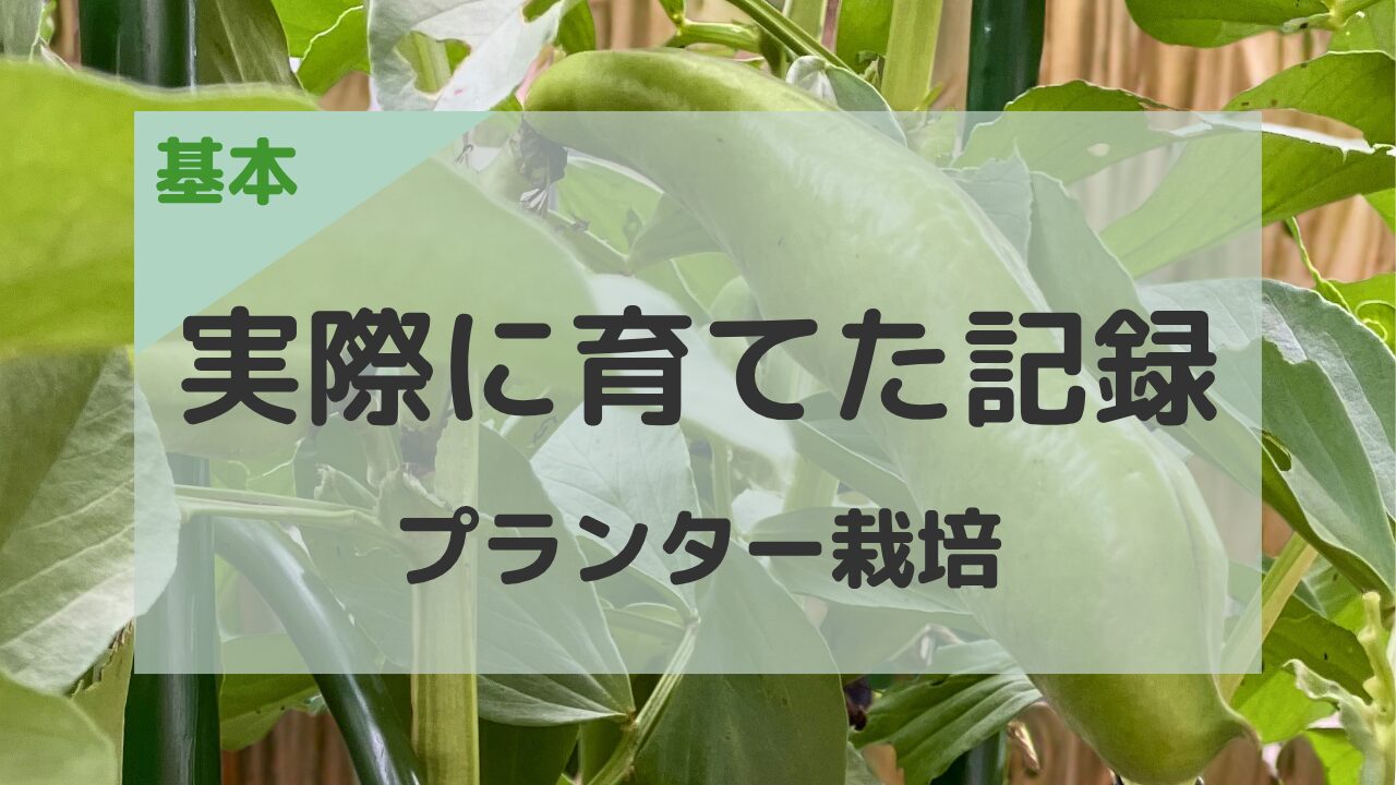 実際に育てた記録 プランター栽培