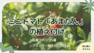 ミニトマト「あまたん」の植え付け記事のアイキャッチ