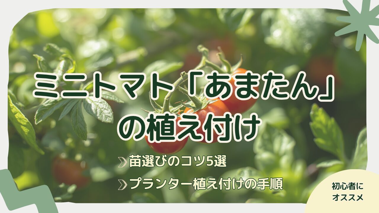ミニトマト「あまたん」の植え付け記事のアイキャッチ