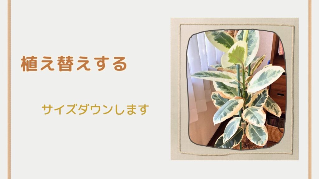 ゴムの木の植え替え前の根詰まりの状態