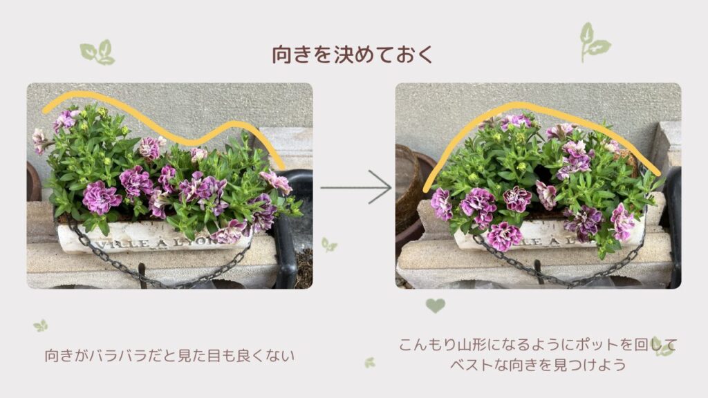 こんもり山形になるよう苗の向きを確認している様子