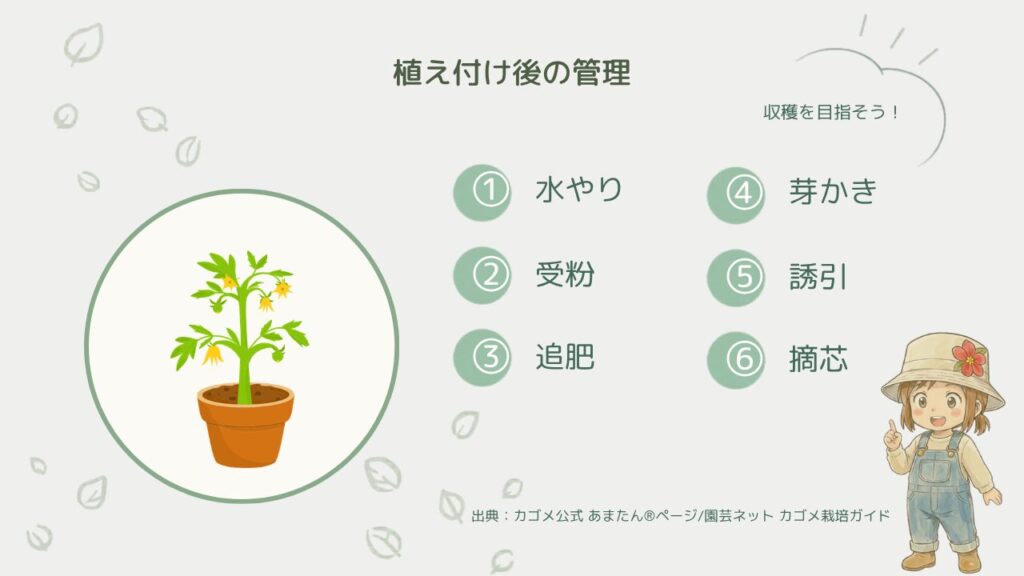 植え付け後の管理6点をイラストにまとめたもの