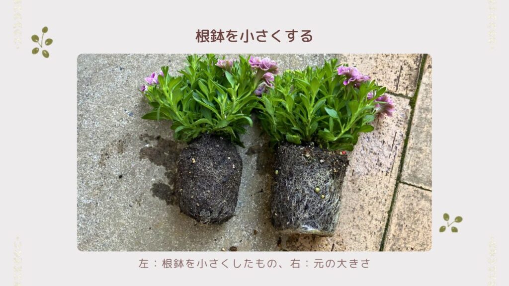 根鉢の肩の土・底の土を落として小さくする作業
