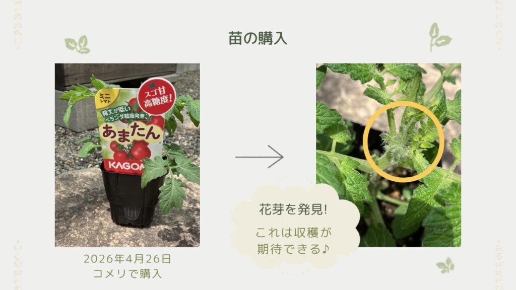 2026/4/26コメリにて購入したミニトマト「あまたん」の苗