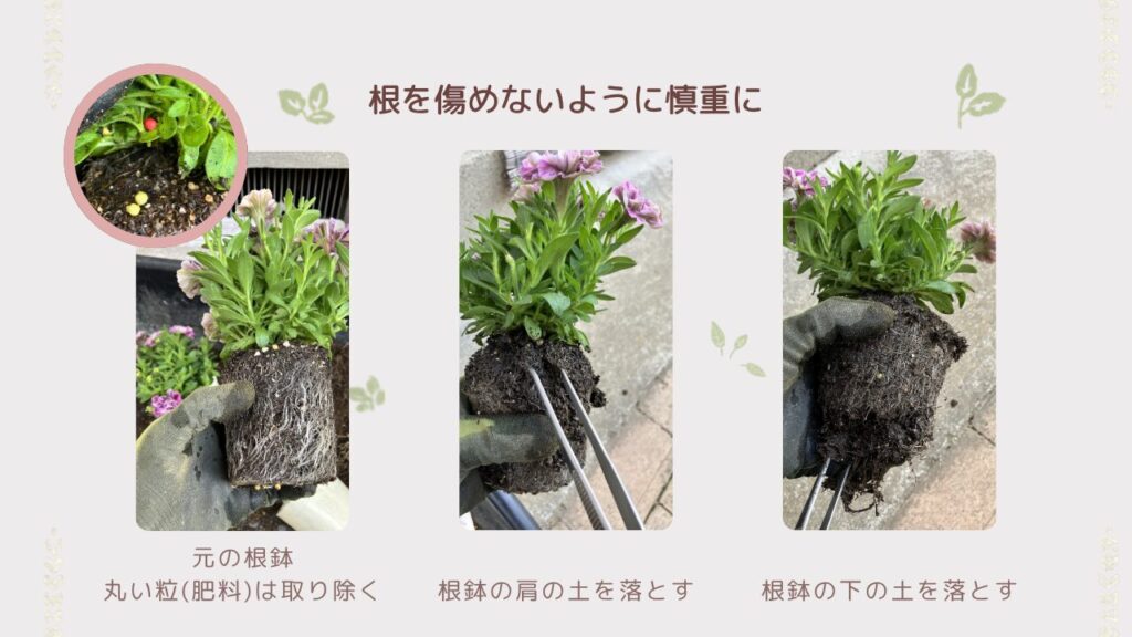 根を傷めないよう慎重に根鉢を整える様子