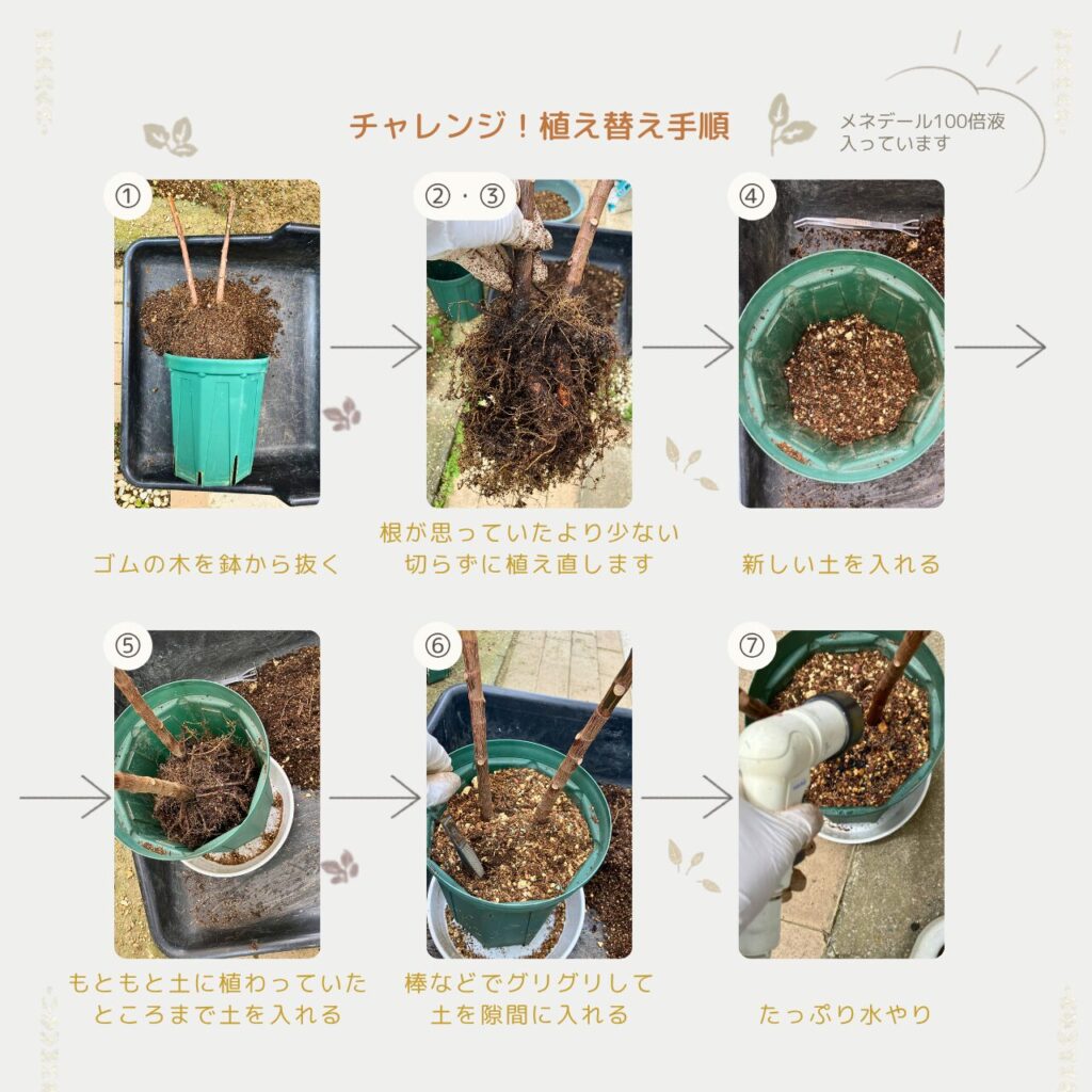 ゴムの木を鉢から抜いて根を整理している植え替え作業