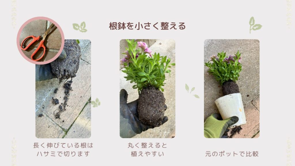 根鉢を丸くコンパクトに整えた前後の比較
