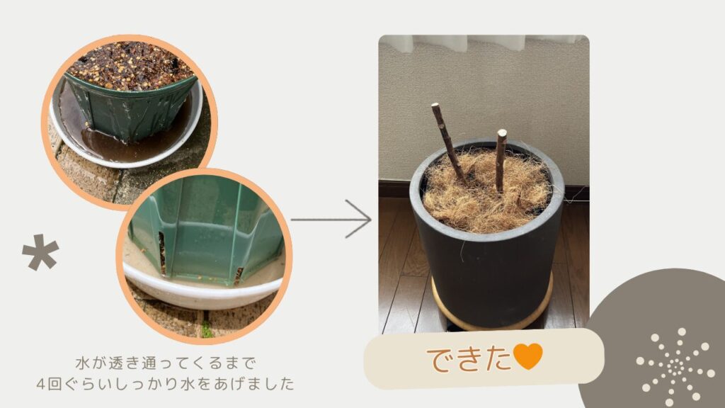 新しい鉢にゴムの木を植え替えた直後の様子