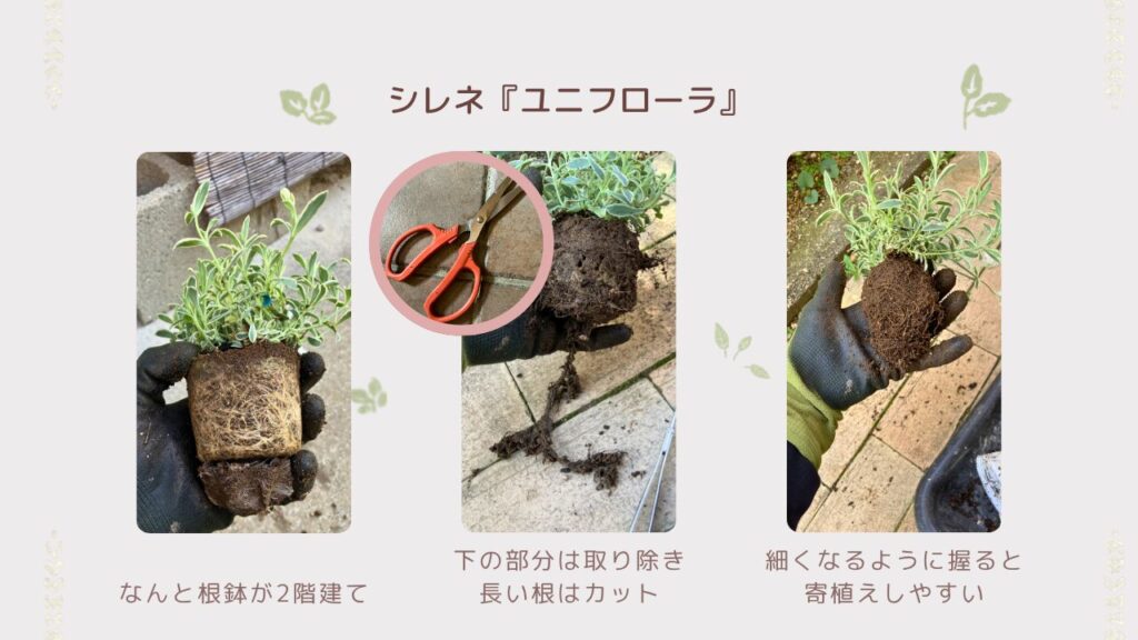 シレネの根鉢が2段重なっていた（2階建て）状態