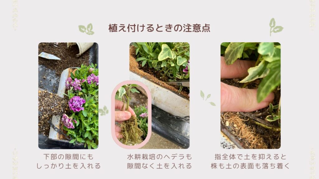 植え付け時に株元の隙間へしっかり土を入れている様子