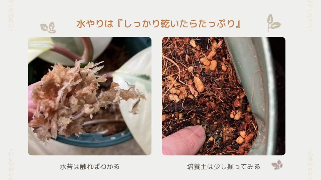 ゴムの木にたっぷり水やりをしている様子