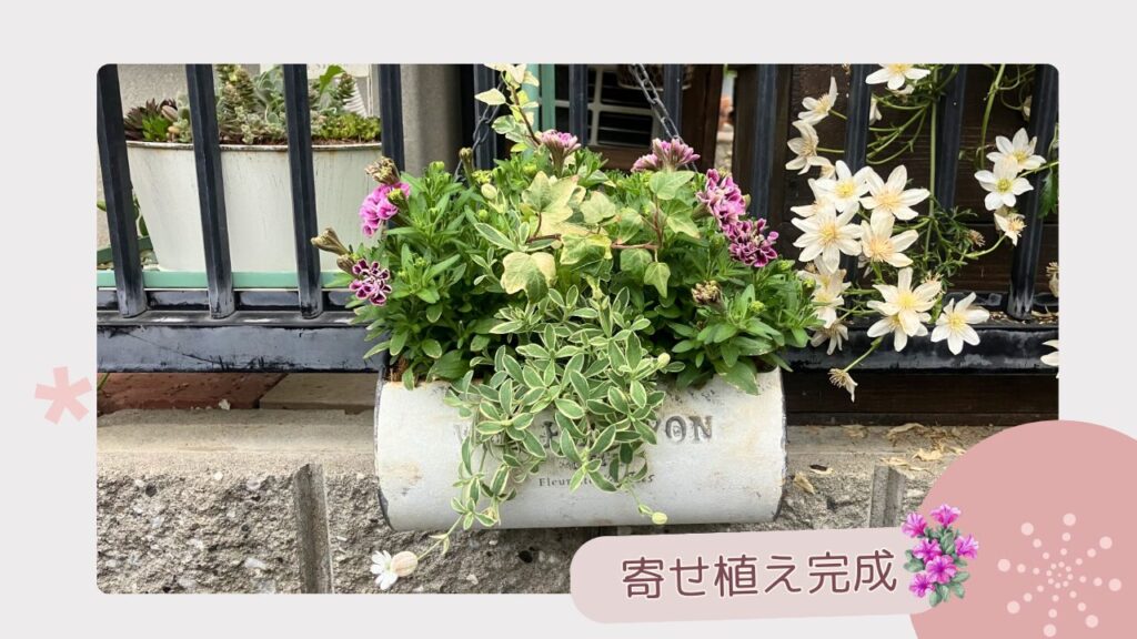 ペチュニア・シレネ・ヘデラの寄せ植えが完成した様子