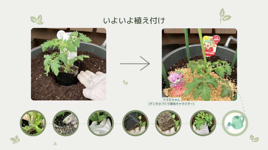 ミニトマト「あまたん」の植え付け作業の詳細
