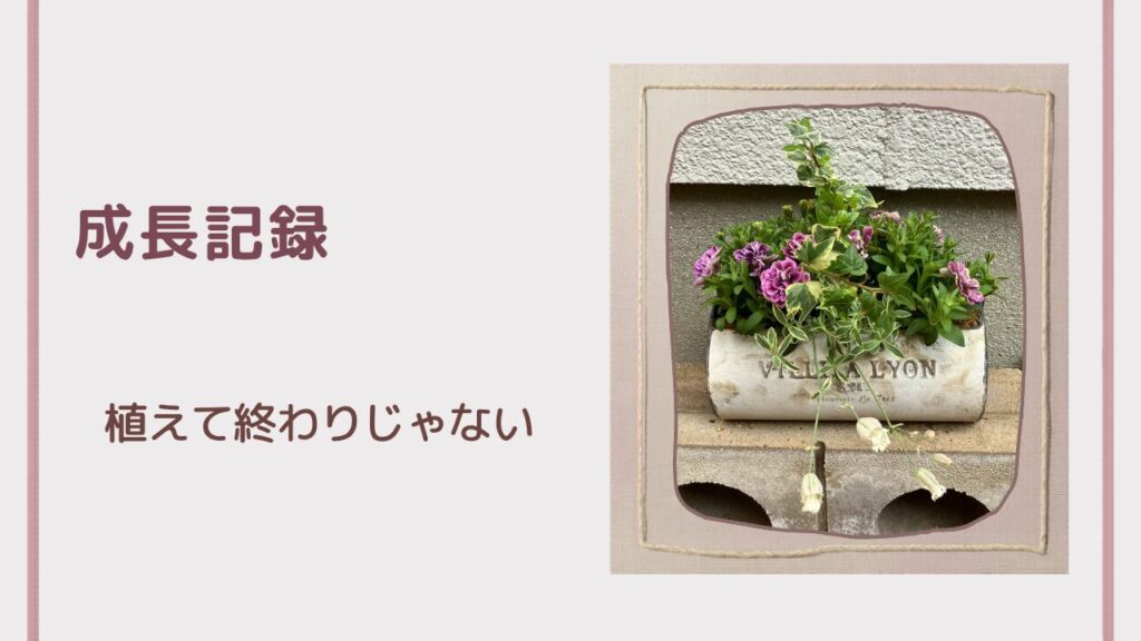 寄せ植えの成長記録（植えて終わりじゃない）