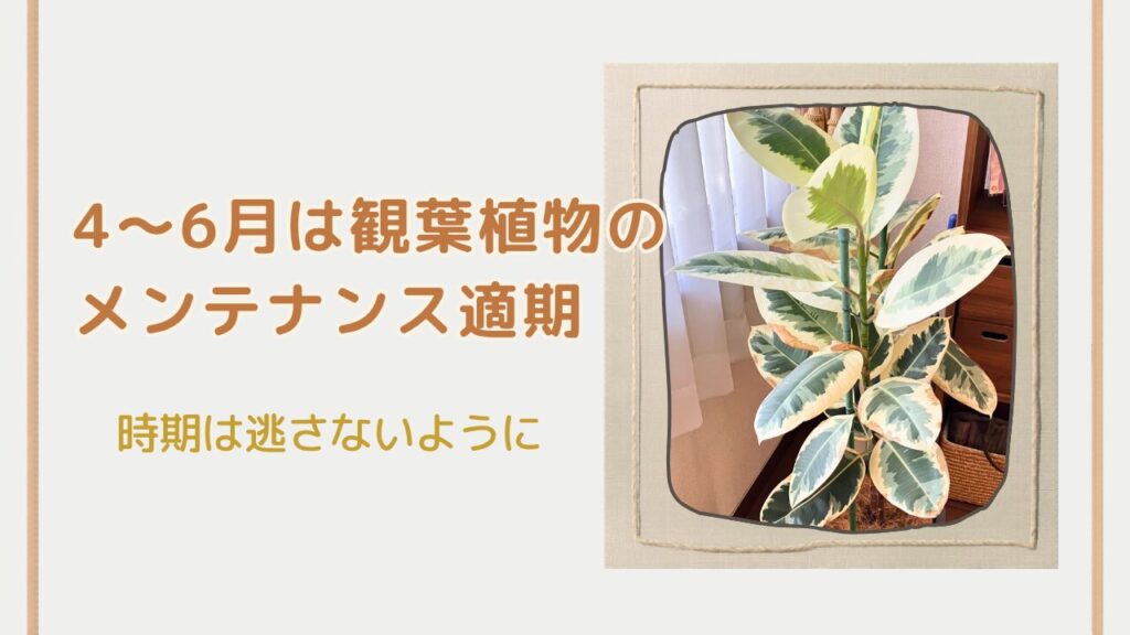 4〜6月は観葉植物のお世話に最適なシーズン（室内の植物）