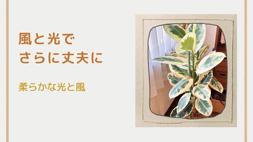 窓辺で日光と風に当てて育てているゴムの木