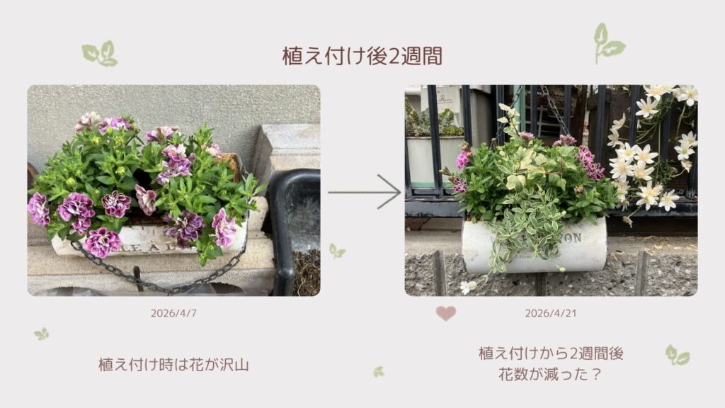 植え付け直後と2週間後の寄せ植えの様子比較