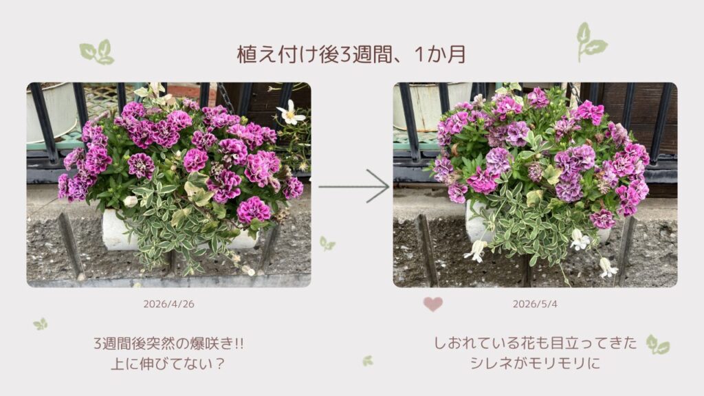 植え付け3週間後・1か月後にペチュニアが爆咲きした様子