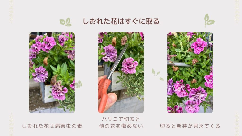 しおれた花をハサミで丁寧に摘み取っている様子