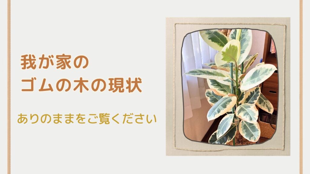 我が家のゴムの木の全体の様子