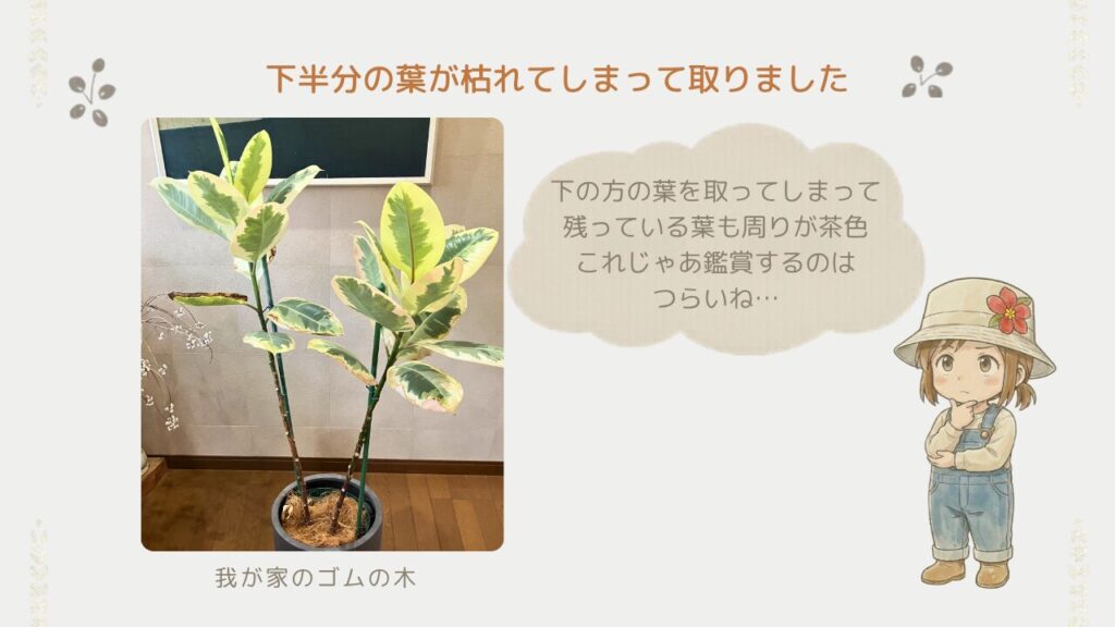 ゴムの木の下葉が落ちてスカスカになった状態