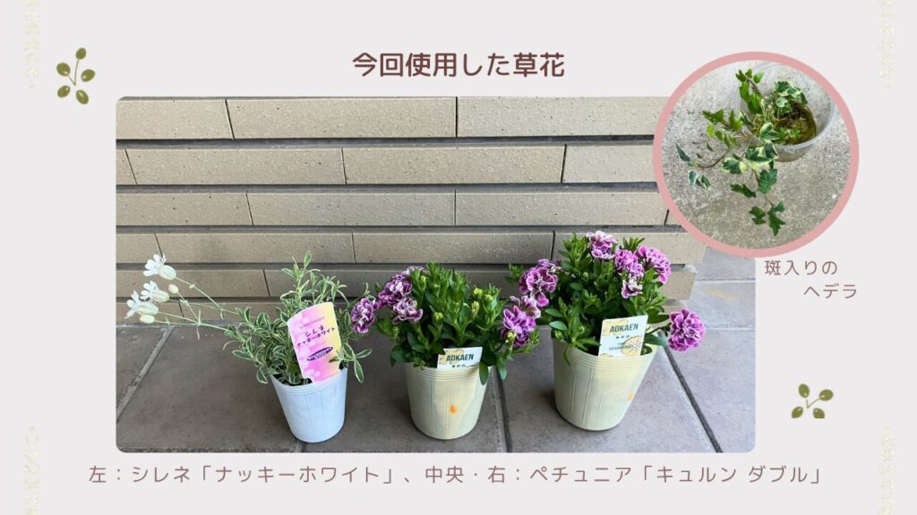 寄せ植えに使った草花3種類：ペチュニア・シレネ・ヘデラ